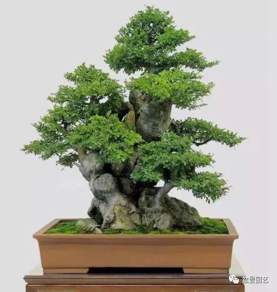 有哪些经典盆景树种,最值得收藏的六种盆景树种是哪些