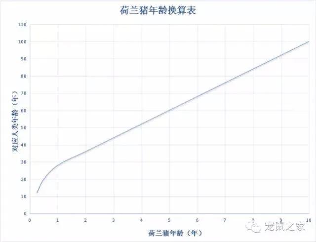 养的小荷兰猪为啥会死,豚鼠荷兰猪一般能活多久