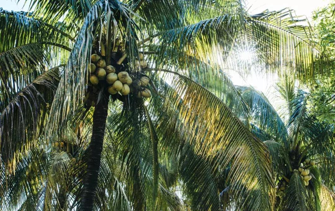 过期椰子油的六大妙用,椰子油能用于煎炸吗