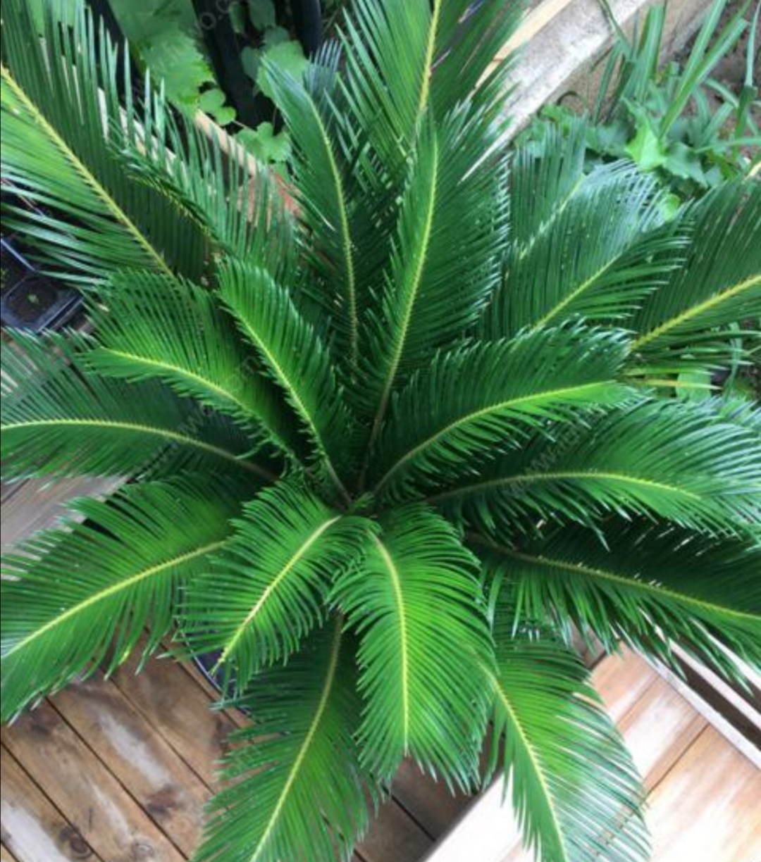 适合铁盆养的绿植,苏铁叶绿植养殖方法和注意事项