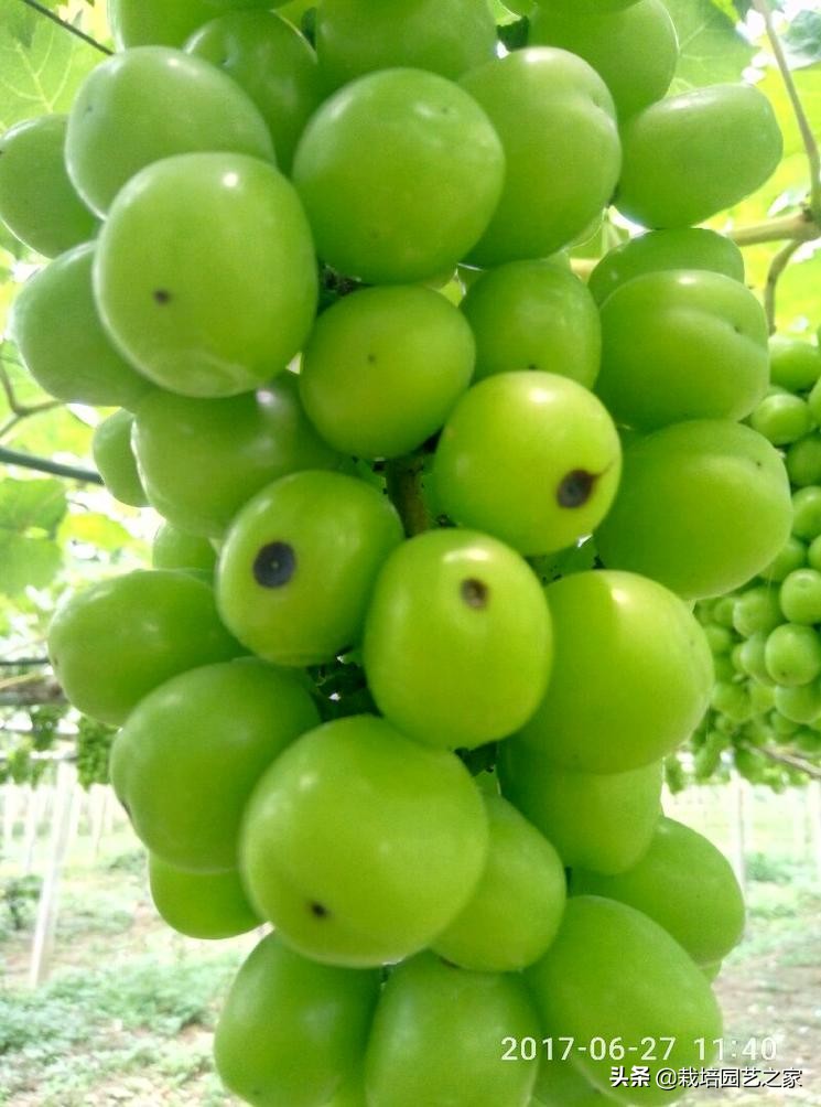 病害：这些图例都是黑痘病，危害很大，注意平时防范