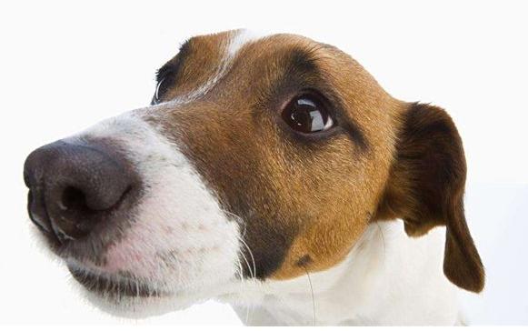 冬天到了狗狗鼻子容易干，注意了！这是狗狗生病的前兆