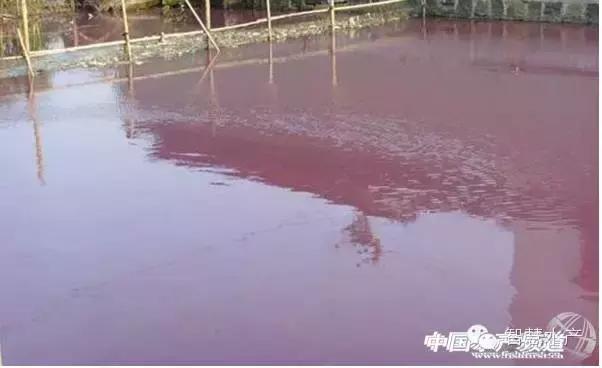 刚刚开始养殖对虾如何清理虾塘,对虾养殖ph值所反映的水质问题
