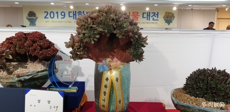 多肉欣赏桃美人,多肉植物欣赏