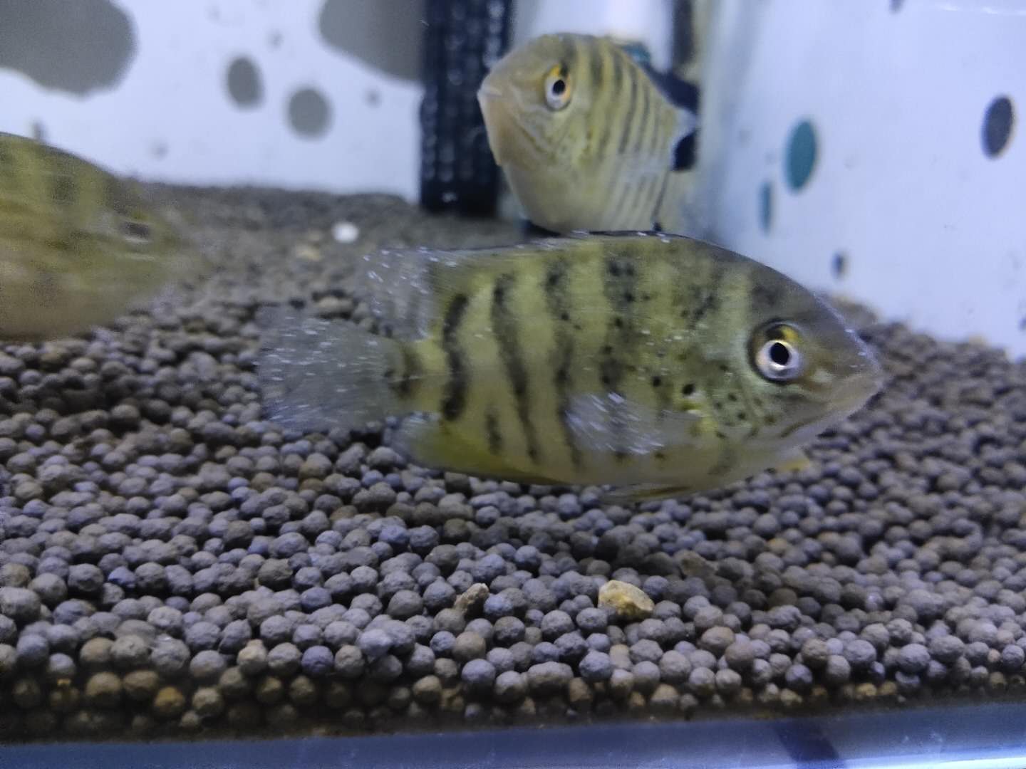 热带鱼白点病最有效的方法,热带鱼白点病是什么样的