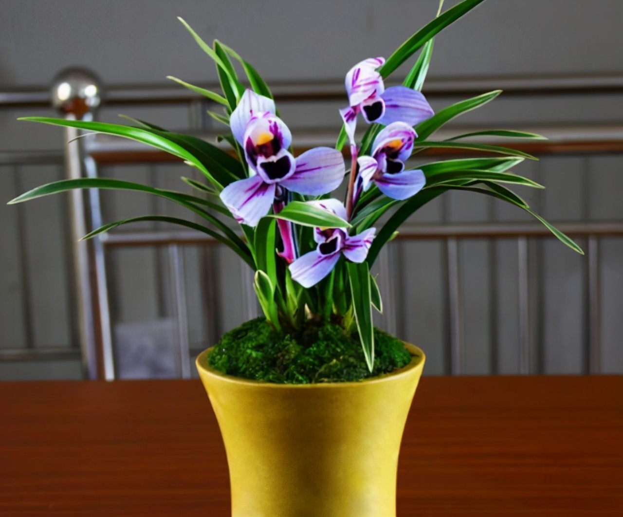 兰花品种香味,兰花界的新奇品种