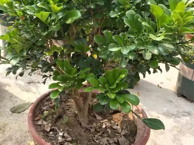 养殖米兰,米兰的冬季养护方法与要点