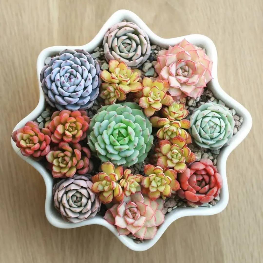 小学三年级语文期中复习重点,小学语文三年级下期末复习