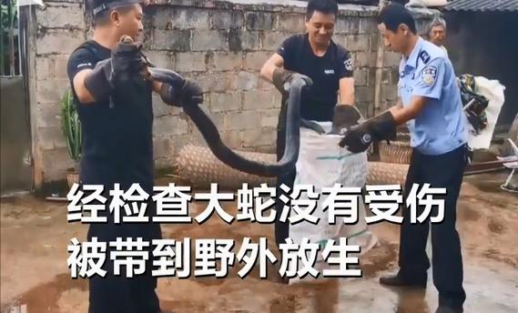 天生怕蛇注意什么,怕蛇的遇到蛇应该怎么办