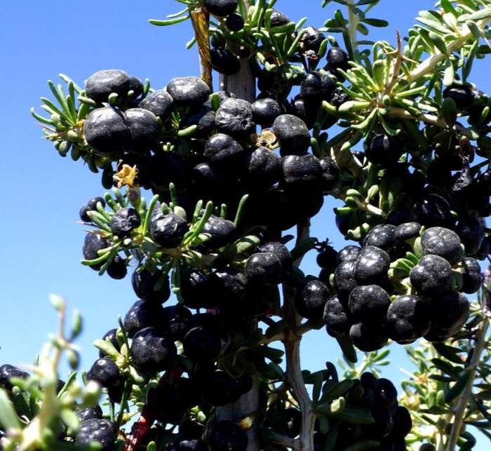 200一斤的黑枸杞,2000一斤的枸杞