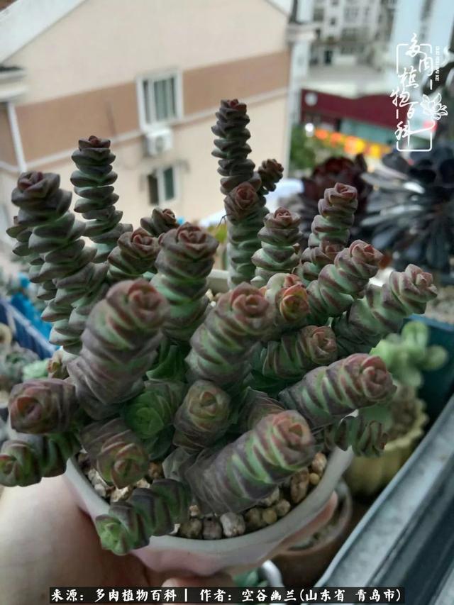 多肉最美的时光,多肉惊艳我的时光