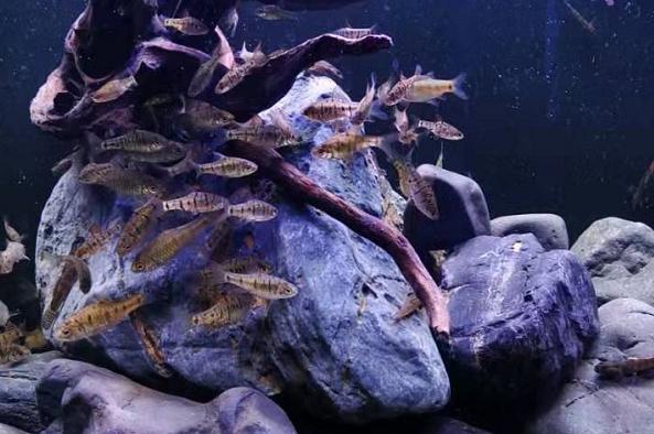 观赏鱼能吃么,有人说龙鱼的味道特别鲜美?别把药物残留不当回事