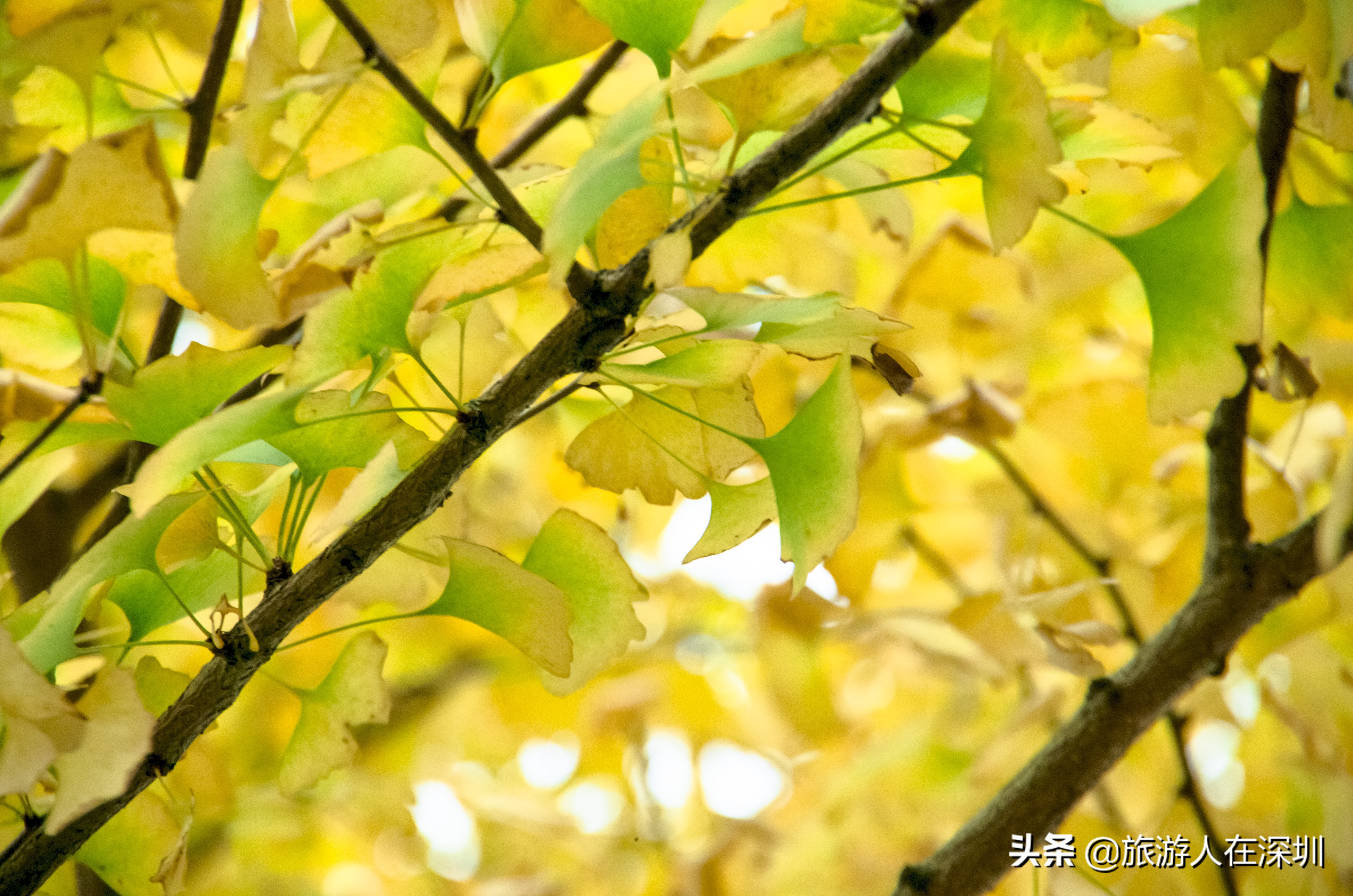 南雄看银杏一日游,去南雄看银杏叶哪里好看点
