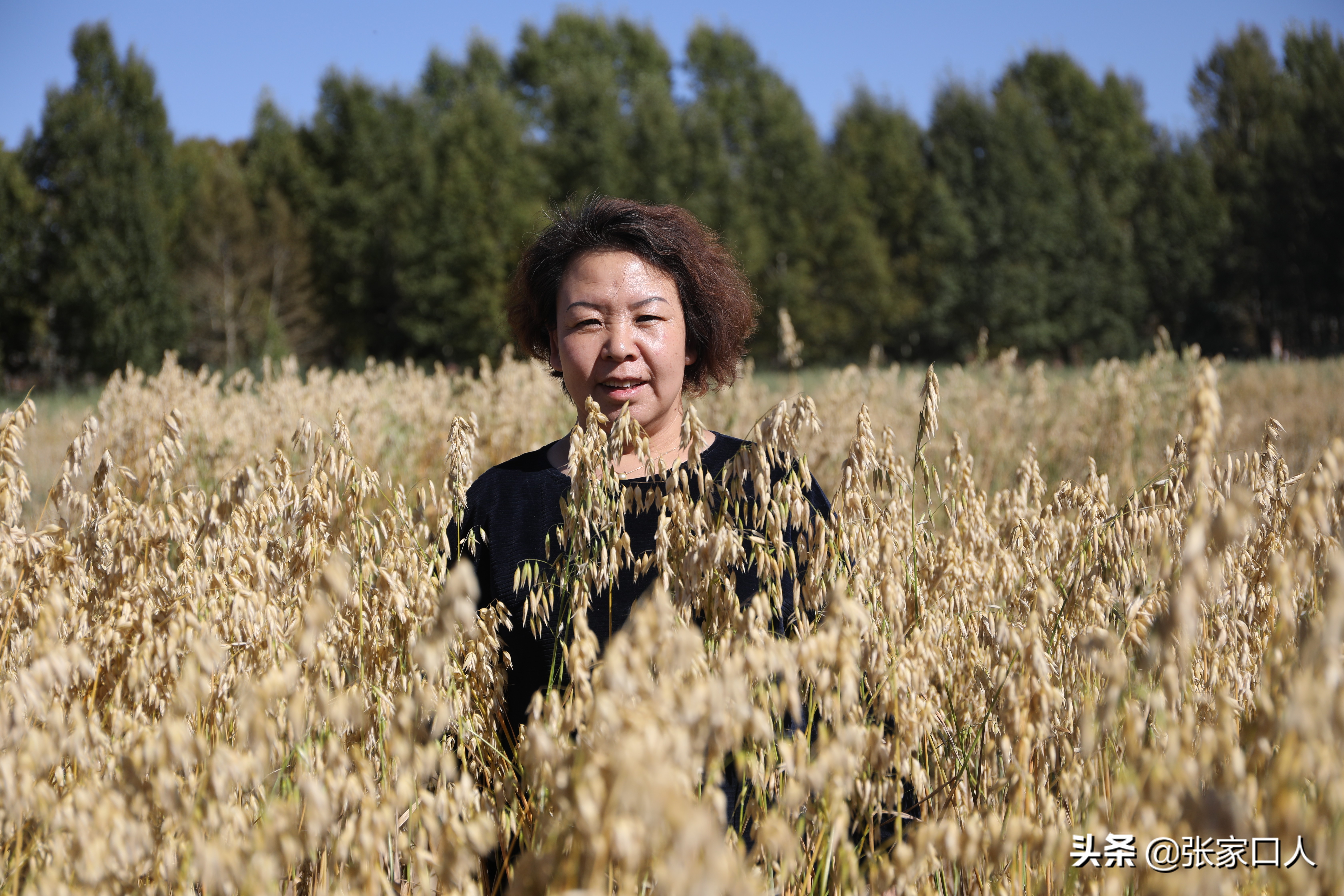 张家口莜面历史,北京人吃莜面是从什么时候开始的