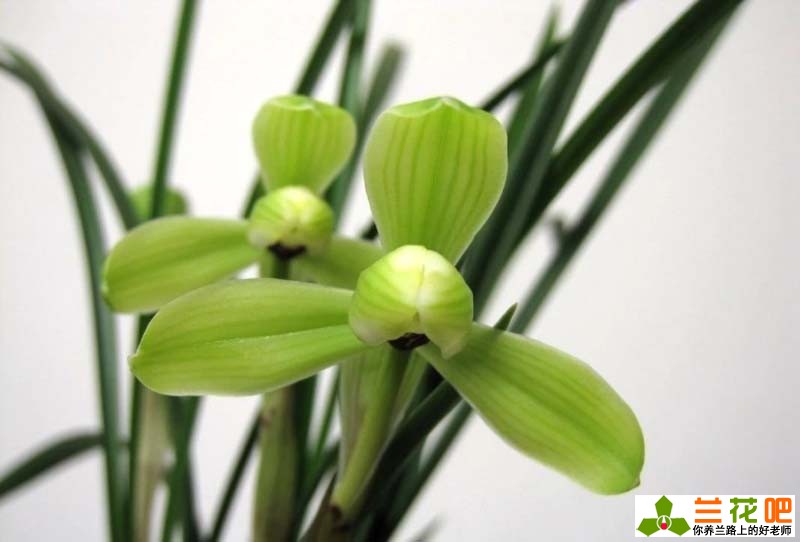 兰花叶子焦尖和黑尖的区别,兰花有一叶发黄焦尖且速度很快