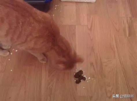 如何整治猫咪乱拉屎,怎么解决猫咪乱拉大小便