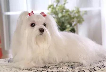 乖巧可爱的柴犬狗品种大全,爱蹦迪的柴犬狗品种有哪些