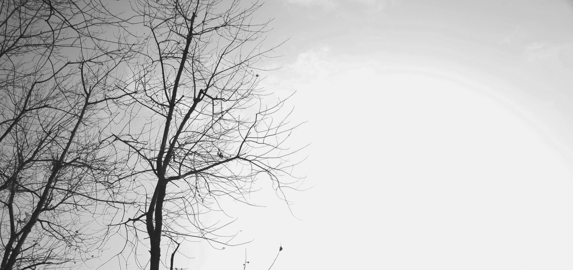 花园风水布局禁忌图解大全,花园忌讳什么植物