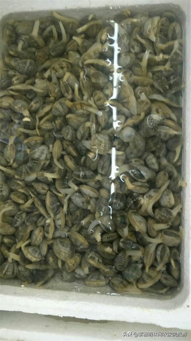 天津滨海新区吃海鲜渔村,天津滨海吃皮皮虾