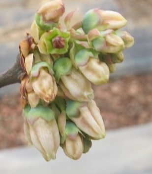 蓝莓上有蚜虫怎么办,蓝莓树上有小飞虫是怎么回事