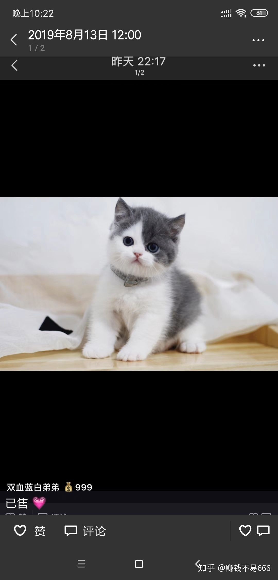 大家买猫都去哪里买,买猫在哪里买最好