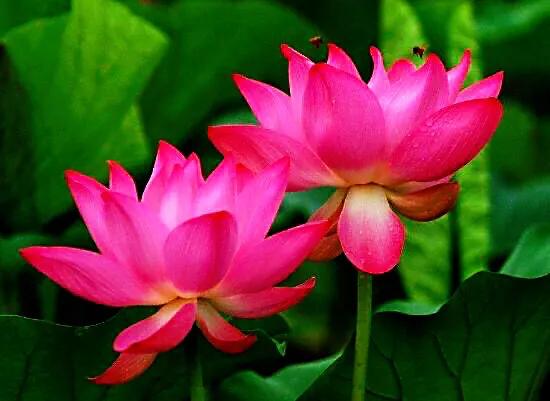 荷花品种大全及名称图片,荷花品种及名称大全图片