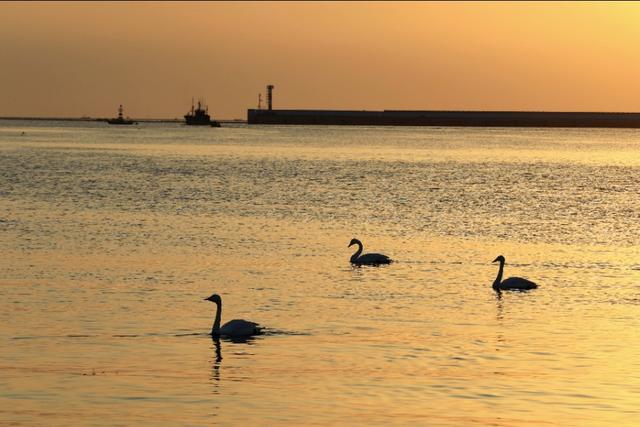 从宿州出发与天鹅相约