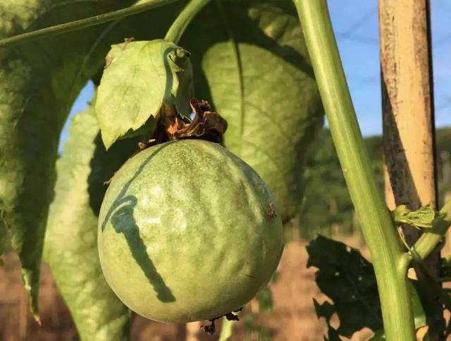 百香果未熟就皱皮原因,百香果为什么会皱皮