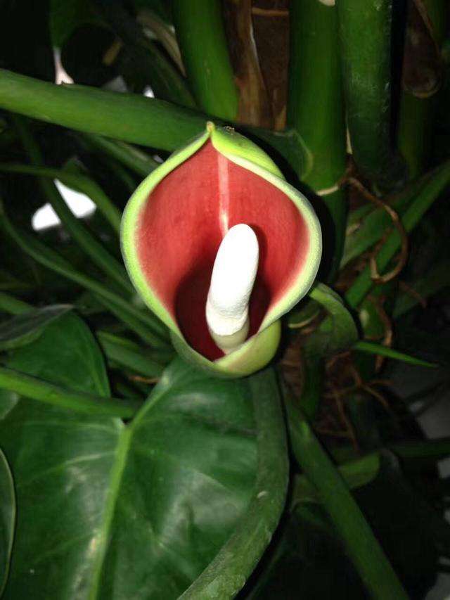 宝石树怎么种植,绿宝石植物如何扦插繁殖