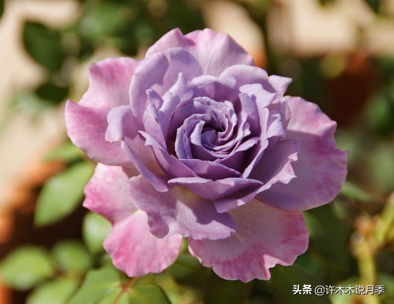 新手月季种植手册,牢记这6点,不死苗、开花多。新手收藏备用