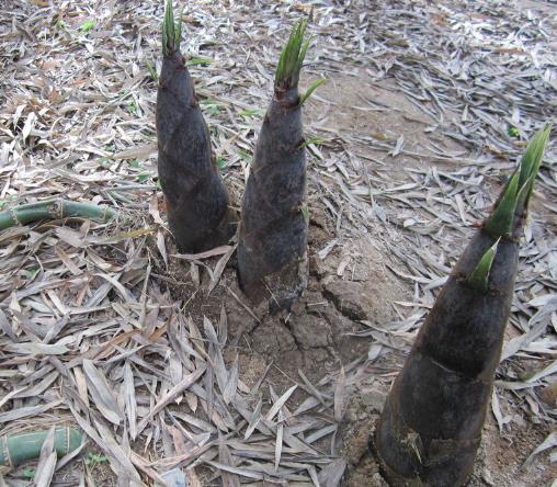 竹笋的种植技术和方法,杭州竹笋种植