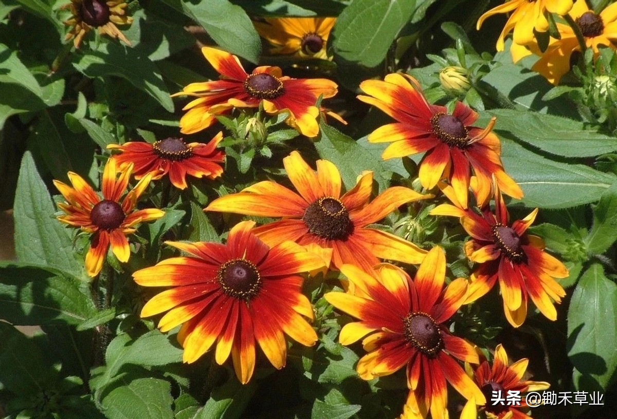 不低头始终向阳-黑心菊