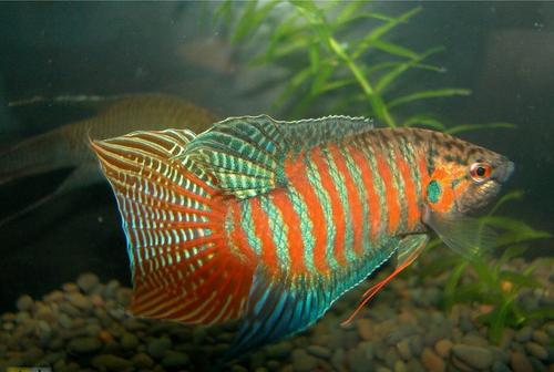 中国外国大型品种观赏鱼,中国观赏鱼都有什么