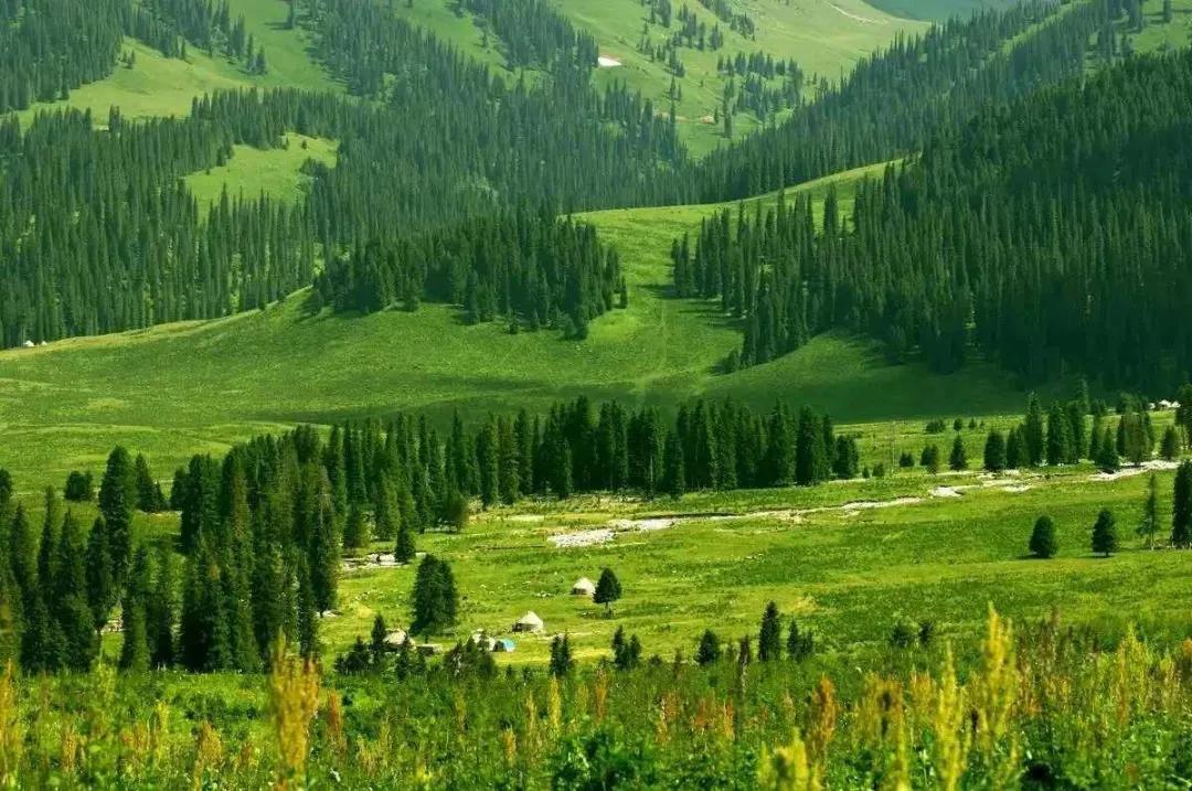 叶天士处方,叶天士的升阳益胃汤的处方