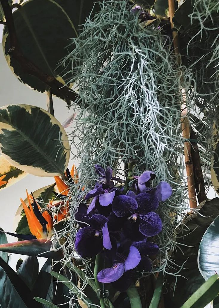 金盆洗手吧，植物杀手们