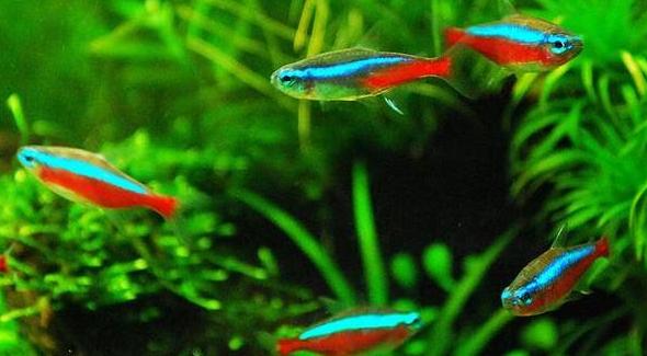 红绿灯鱼陆续死,红绿灯鱼多少钱