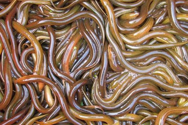 黄鳝养殖实用技术有哪些,黄鳝最新养殖技术与管理