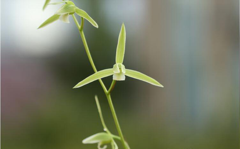 寒兰不长是怎么回事,寒兰为什么不耐寒