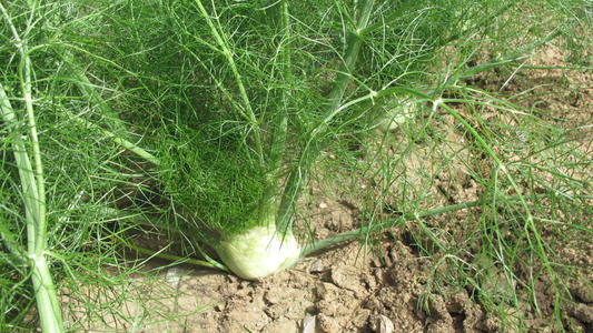 球茎茴香种植时间和方法,球茎茴香的种植与培育技巧