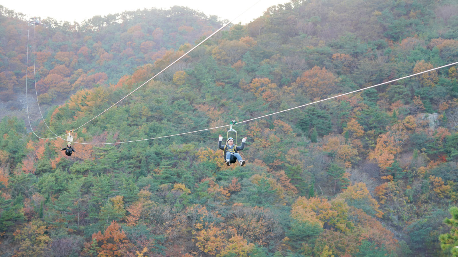 哇,人参随便挖!韩国还能这么玩