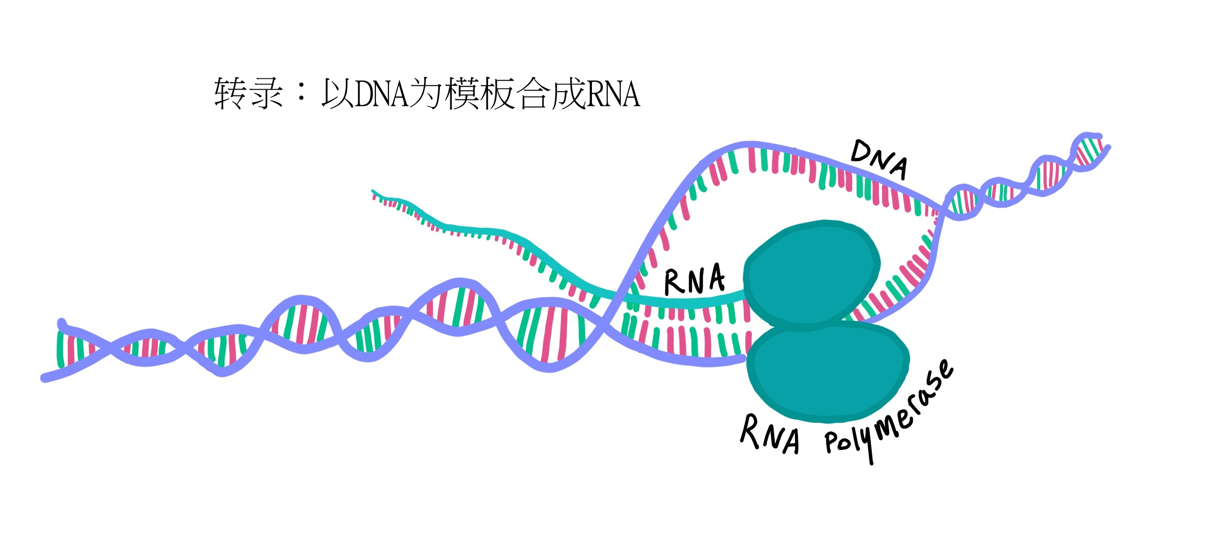 新型冠状病毒pcr检测操作规程,冠状病毒核酸检测pcr试剂