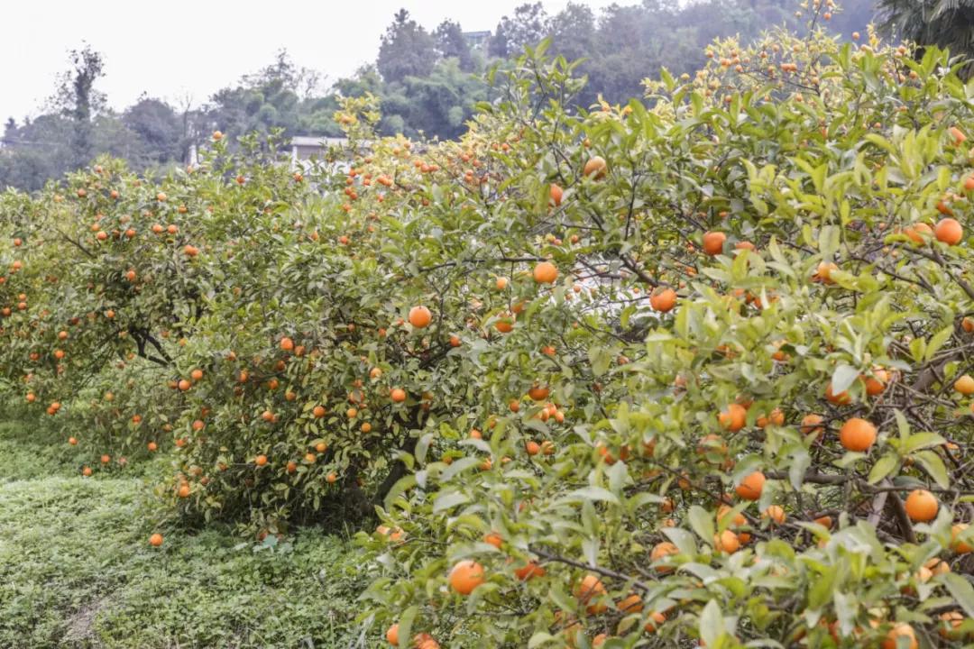 巴南又能耍又有吃的,重庆有什么美食巴南区