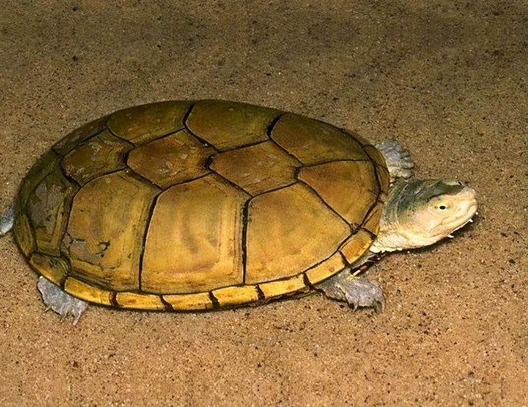 黄泽蛋龟照片,黄泽蛋龟母龟