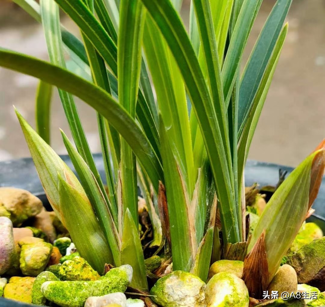 春兰张荷素兰花介绍,每日一品中国兰花春兰