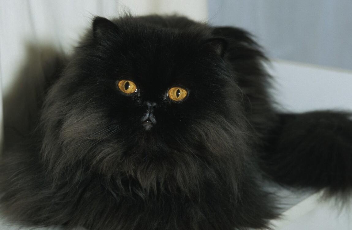 为什么养“波斯猫”的人，越来越少，看看它这7个缺点