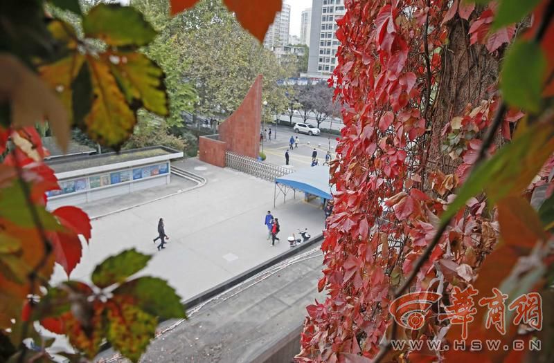 神奇！西安理工大学有道“爬山虎瀑布”，已挂30年，到了秋天就变红