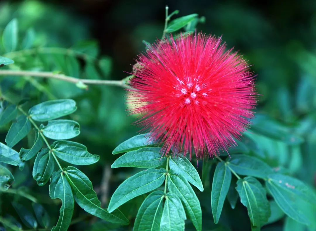 100种常见观叶植物图鉴史上最全,农村常见的100种植物