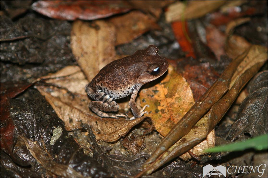 青蛙辨别颜色小视频,青蛙鉴定