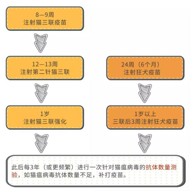 小猫打针后死了,小猫打了狂犬疫苗还会得病吗