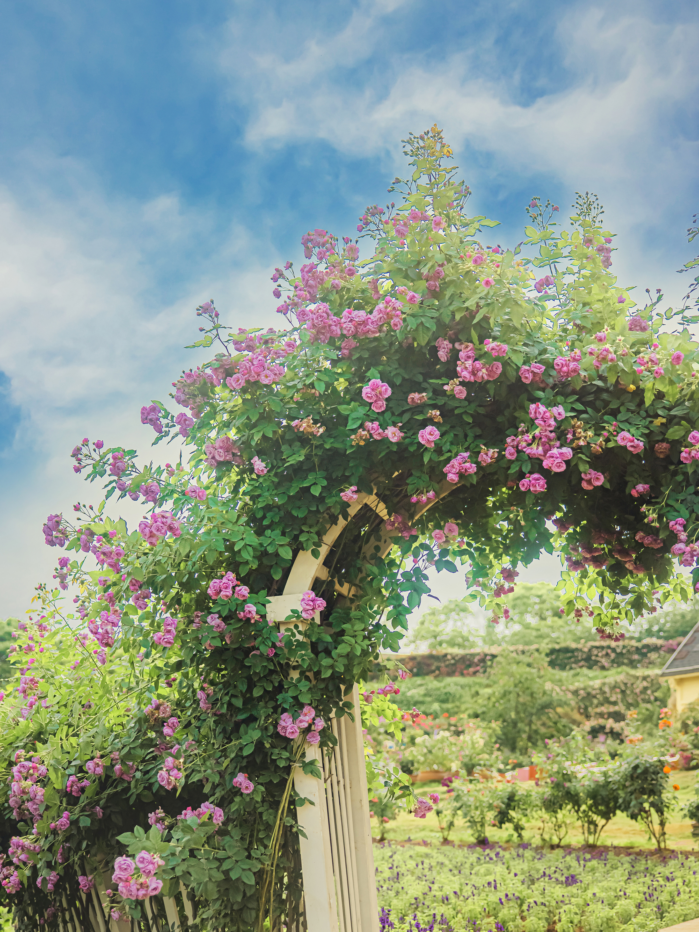 ipad治愈系壁纸超清动物,ipad壁纸唯美清新